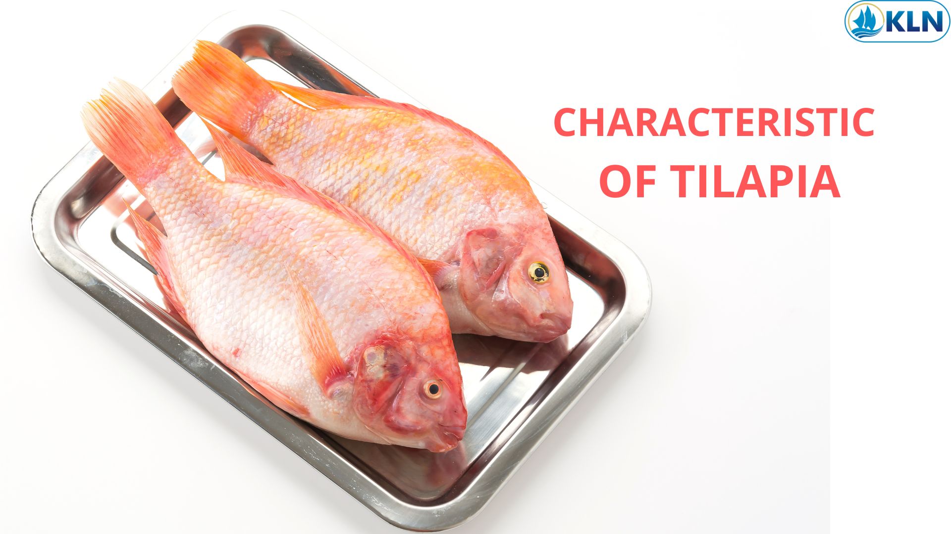 CHARACTERISTIC OF TILAPIA